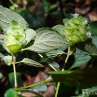 Phaulopsis dorsiflora (Retz.) Santapau